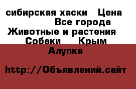 l: сибирская хаски › Цена ­ 10 000 - Все города Животные и растения » Собаки   . Крым,Алупка